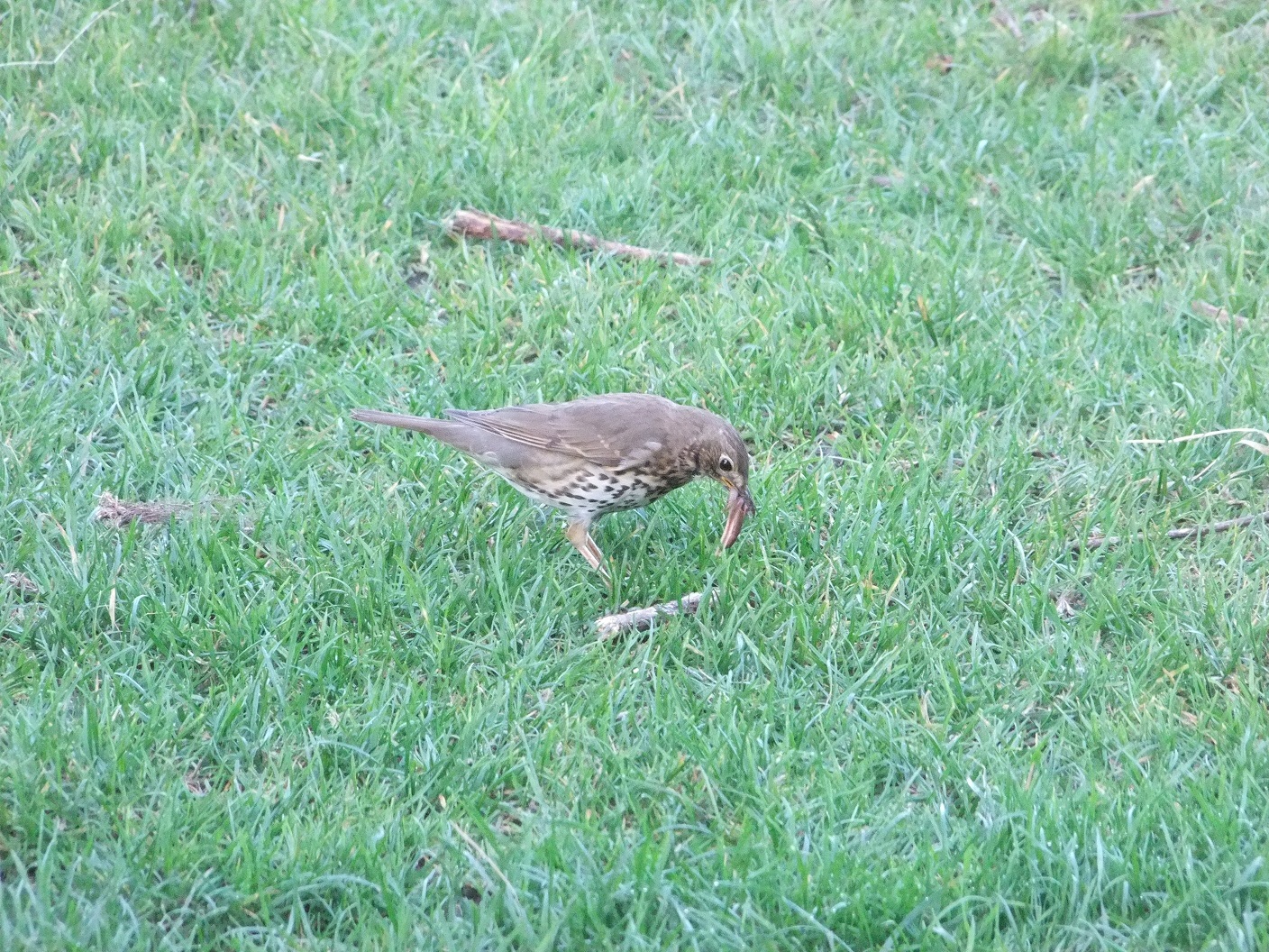 Wat is dit voor vogel??